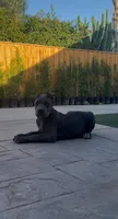 Bruno , a male Cane Corso for sale in Fontana, CA – 3 of 4
