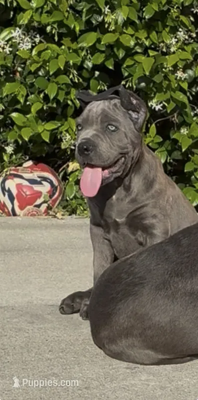 Kilo – Cane Corso puppy for sale in Fontana, CA