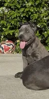 Kilo, a male Cane Corso for sale in Fontana, CA – 1 of 4