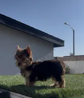 Teddy (Chocolate coat), a male Yorkshire Terrier for sale in Fontana, CA – 5 of 7
