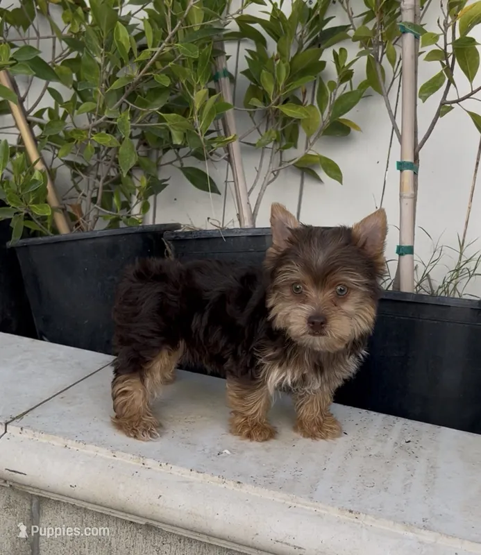Teddy (Chocolate coat) – Yorkshire Terrier puppy for sale in Fontana, CA