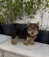 Teddy (Chocolate coat), a male Yorkshire Terrier for sale in Fontana, CA – 2 of 7