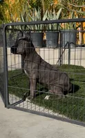 Duke, a male Cane Corso for sale in Fontana, CA – 3 of 3