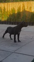 Bruno , a male Cane Corso for sale in Fontana, CA – 2 of 4