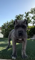 Diesel, a male Cane Corso for sale in Fontana, CA – 4 of 5