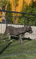 Duke, a male Cane Corso for sale in Fontana, CA – 2 of 3