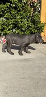 Blu, a male Cane Corso for sale in Fontana, CA – 3 of 3