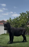 Xena, a female Cane Corso for sale in Fontana, CA – 2 of 4