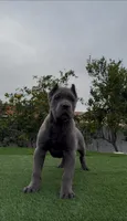 Enzo, a male Cane Corso for sale in Fontana, CA – Photo 1 of 7