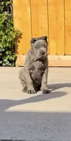 Kilo, a male Cane Corso for sale in Fontana, CA – 4 of 4