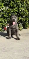 Kilo, a male Cane Corso for sale in Fontana, CA – 2 of 4