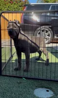 Bella, a female Cane Corso for sale in Fontana, CA – 6 of 6