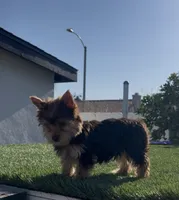 Teddy (Chocolate coat), a male Yorkshire Terrier for sale in Fontana, CA – 1 of 7