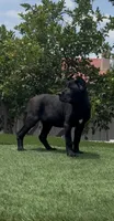 Xena, a female Cane Corso for sale in Fontana, CA – 4 of 4