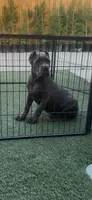 Bella, a female Cane Corso for sale in Fontana, CA – 3 of 3