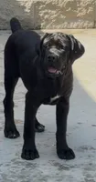 Luna, a female Cane Corso for sale in Fontana, CA – 2 of 2