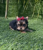 Minnie (Toy), a female Yorkshire Terrier for sale in Fontana, CA – Photo 5 of 5