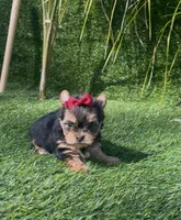 Minnie (Toy), a female Yorkshire Terrier for sale in Fontana, CA – Photo 3 of 5
