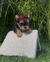 Minnie (Toy), a female Yorkshire Terrier for sale in Fontana, CA – Photo 4 of 5