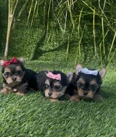 Minnie (Toy size), a female Yorkshire Terrier for sale in Fontana, CA – Photo 6 of 6