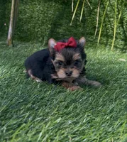 Minnie (Toy), a female Yorkshire Terrier for sale in Fontana, CA – Photo 1 of 5