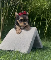 Minnie (Toy), a female Yorkshire Terrier for sale in Fontana, CA – Photo 2 of 5