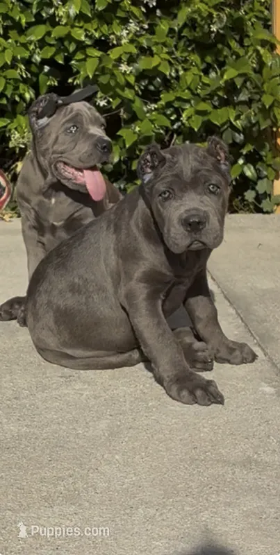 Blu – Cane Corso puppy for sale in Fontana, CA