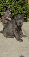 Blu, a male Cane Corso for sale in Fontana, CA – 1 of 3