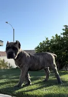 Diesel, a male Cane Corso for sale in Fontana, CA – 3 of 5