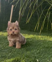 Mocha (Merle blue eyes), a male Yorkshire Terrier for sale in Fontana, CA – Photo 4 of 9