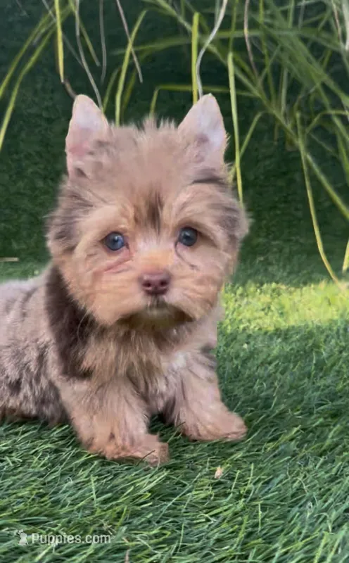 Mocha (Merle blue eyes)