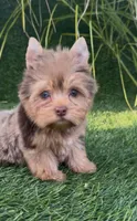 Mocha (Merle blue eyes), a male Yorkshire Terrier for sale in Fontana, CA – Photo 1 of 9