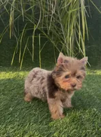 Mocha (Merle blue eyes), a male Yorkshire Terrier for sale in Fontana, CA – Photo 8 of 9