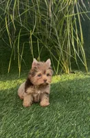 Mocha (Merle blue eyes), a male Yorkshire Terrier for sale in Fontana, CA – Photo 2 of 9
