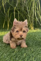 Mocha (Merle blue eyes), a male Yorkshire Terrier for sale in Fontana, CA – Photo 9 of 9