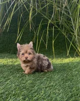 Mocha (Merle blue eyes), a male Yorkshire Terrier for sale in Fontana, CA – Photo 5 of 9