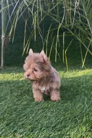 Mocha (Merle blue eyes), a male Yorkshire Terrier for sale in Fontana, CA – Photo 6 of 9