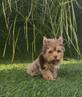Mocha (Merle blue eyes), a male Yorkshire Terrier for sale in Fontana, CA – Photo 7 of 9