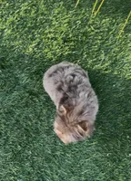 Mocha (Merle blue eyes), a male Yorkshire Terrier for sale in Fontana, CA – Photo 3 of 9