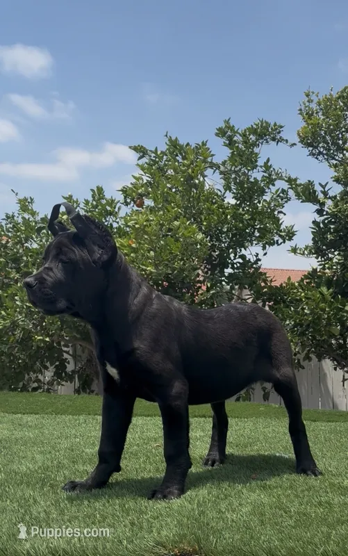 Xena – Cane Corso puppy for sale in Fontana, CA