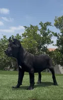 Xena, a female Cane Corso for sale in Fontana, CA – 1 of 4