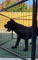 Mamba, a male Cane Corso for sale in Fontana, CA – 2 of 5