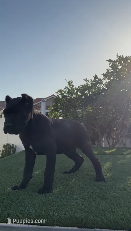 Onyx – Cane Corso puppy for sale in Fontana, CA