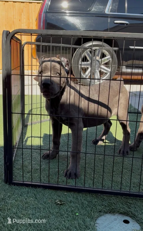 Stella – Cane Corso puppy for sale in Fontana, CA