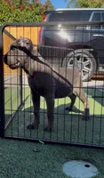 Bella, a female Cane Corso for sale in Fontana, CA – 4 of 6