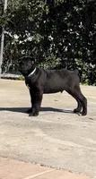 Onyx, a male Cane Corso for sale in Fontana, CA – Photo 3 of 3