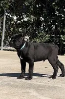 Onyx, a male Cane Corso for sale in Fontana, CA – Photo 1 of 3