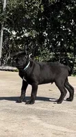 Onyx, a male Cane Corso for sale in Fontana, CA – Photo 2 of 3
