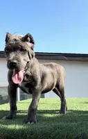 Duke, a male Cane Corso for sale in Fontana, CA – 4 of 4