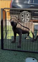 Bella, a female Cane Corso for sale in Fontana, CA – 3 of 6